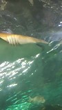 Sea life aquarium Sydney