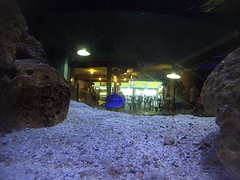 Finding Dory