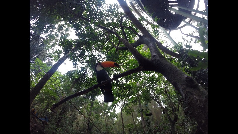 Tucan