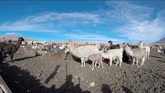 De Lama's