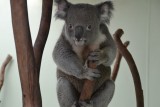Featherdale wildlife park