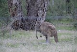 De eerste wilde kangaroo 5 meter van me af