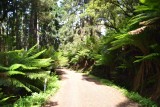 Great otway N.P.