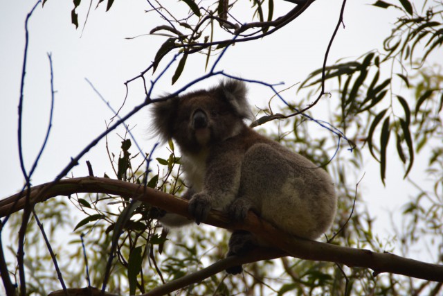 Wilde koala!