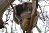 Koala met baby koala