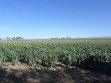 Cornfield!