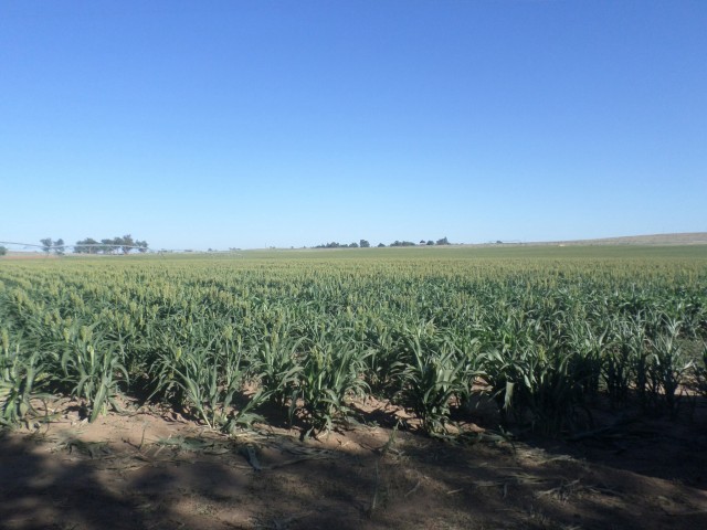 Cornfield!