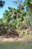 Krokodillen - Daintree river