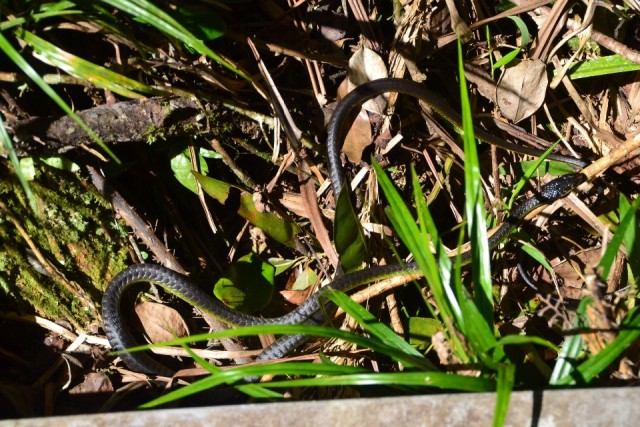 Snake