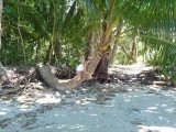 Palmboom!