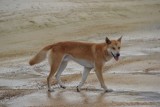 Dingo