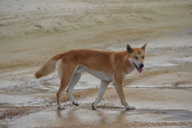 Dingo