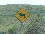 overstekende koeien en paarden