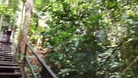Biezarre jungle geluiden