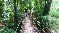 Jungle loopbrug