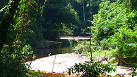Jungle