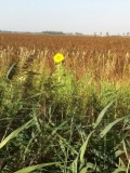 Zonnebloem bij aardappelveld