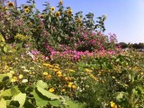 Wildbloei