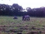 Belgische trekpaarden