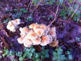 Ze schieten als paddenstoelen uit de grond