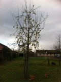 De appeltjes hangen nog aan de boom, kippen zijn. Er blij mee