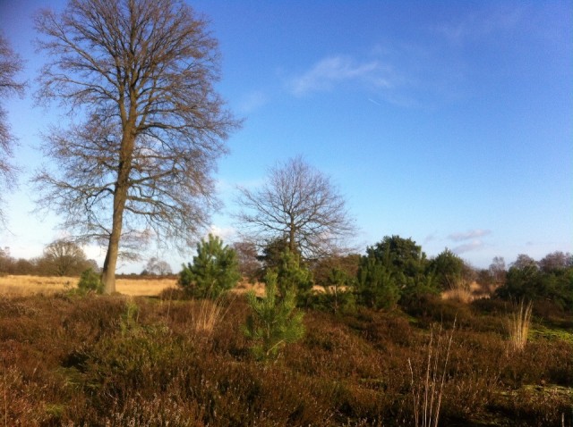 Kampina