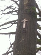 Hoog in de boom