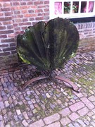 Jacobsschelp bij Jacobshoeve