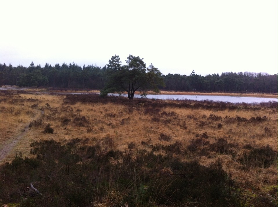 Meeuwven
