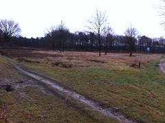 Heideveld in de winter