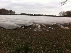 Asperges nog onder het plastic