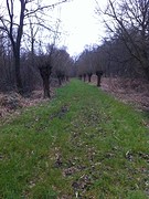 Laagbroek