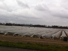 aspergesstekers aan het werk (poolse arbeiders)