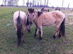 paarden bij Roosteren in losloopgebied