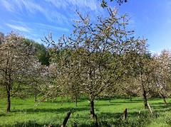 bomen in bloei