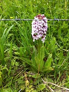 wilde orchidee