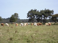 Limousin kudde