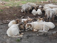 Drents Heideschaap