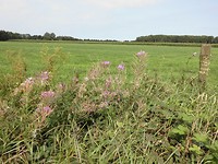 Hooge Stukken