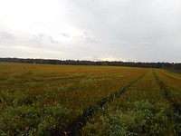 Herfstkleuren