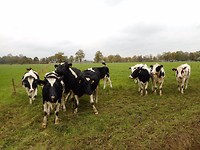 koeien waren erg nieuwsgierig
