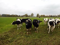 stier met mooie krullen op z'n kop