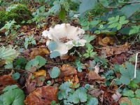grote paddestoel