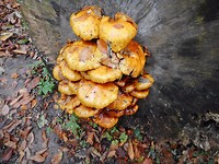 vochtige herfst