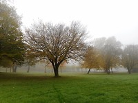 mist in het park
