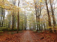 de bossen in