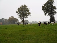 Deurningense Esch