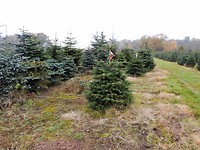 kerstbomen staan al klaar