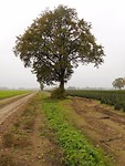oude eik