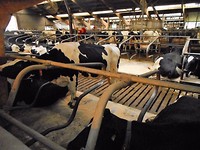 de stal van het landgoed Kaamps